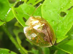 Coptocycla contemta