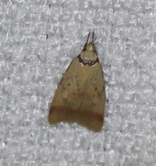 Heteroteucha anthodora