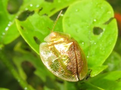 Coptocycla contemta
