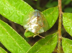 Coptocycla contemta