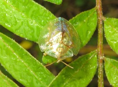 Coptocycla contemta