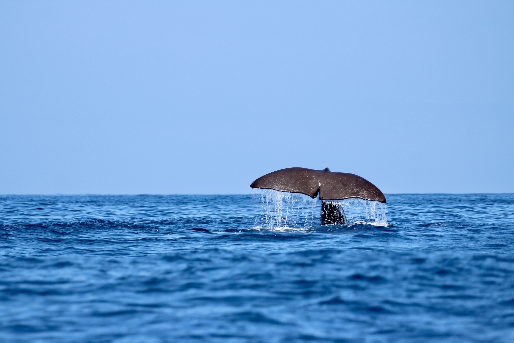 Physeter macrocephalus