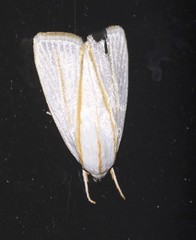 Cryptophasa flavolineata