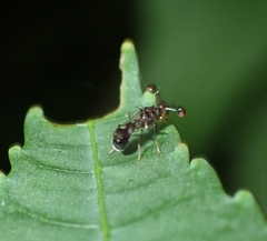 Megalabops quadriguttata