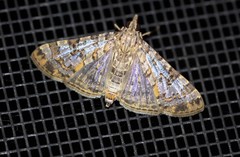 Dysallacta negatalis