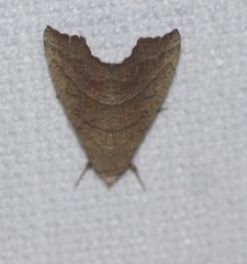 Anomis psamathodes
