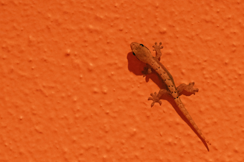 Lepidodactylus lugubris observed 2026-01-16