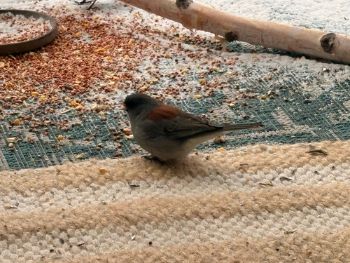 Dark-eyed Junco