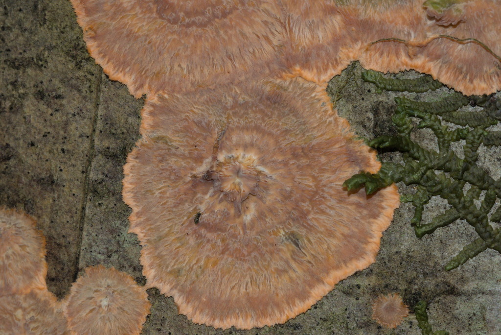 Phlebia radiata · January 2026 · photo: © sean579 (iNaturalist, cc0)