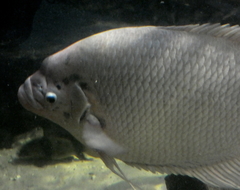 Osphronemus goramy