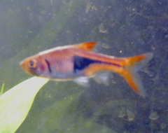 Trigonostigma heteromorpha