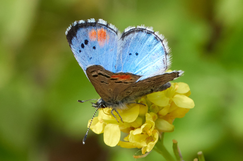 Sonoran Blue photo 6
