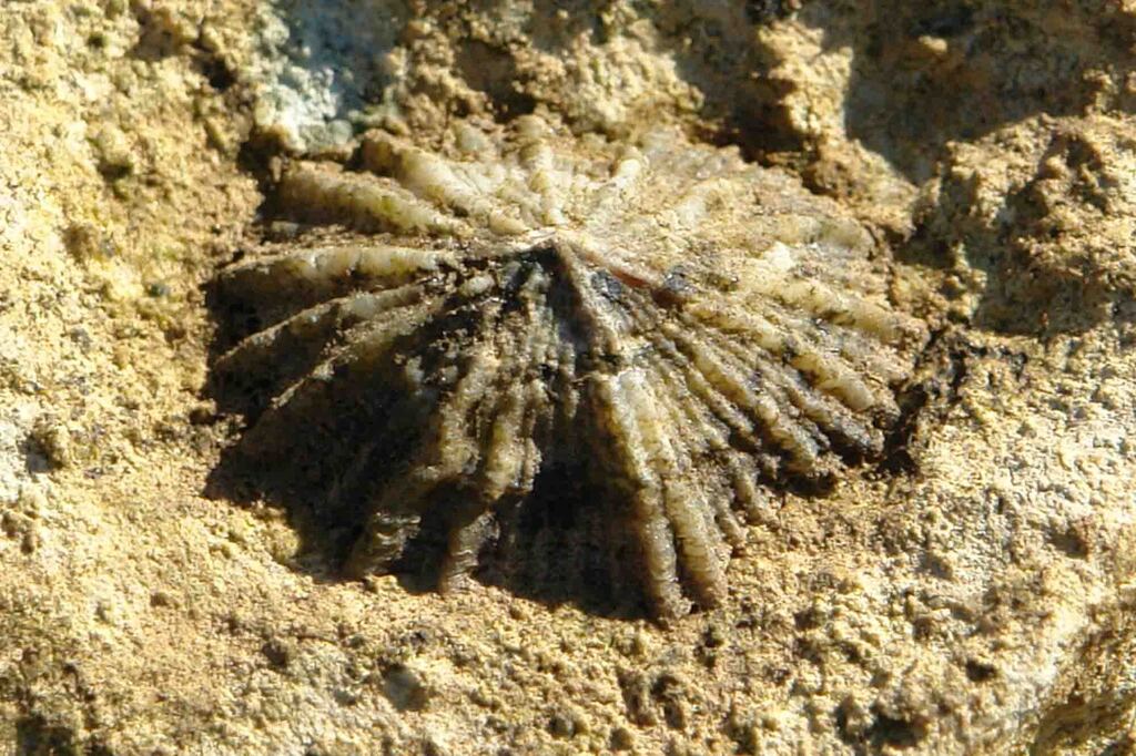 Siphonaria caledonica