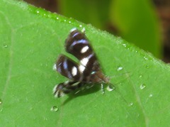 Brenthia hexaselena