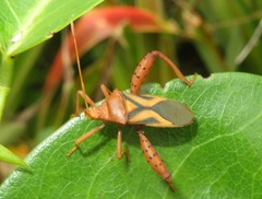 Crinocerus sanctus
