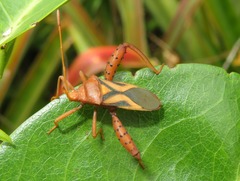Crinocerus sanctus