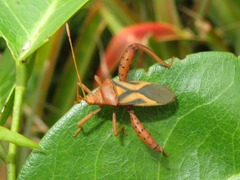 Crinocerus sanctus