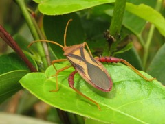 Crinocerus sanctus