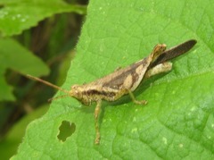 Omalotettix obliquus