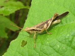 Omalotettix obliquus