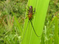 Oxymerus aculeatus lebasi