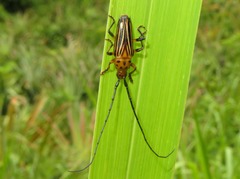 Oxymerus aculeatus lebasi