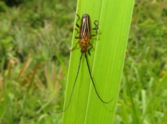 Oxymerus aculeatus lebasi