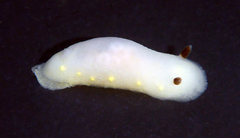 Cadlina flavomaculata