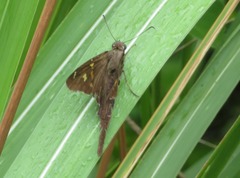 Chioides