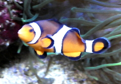 Amphiprion percula