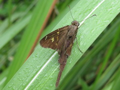 Chioides