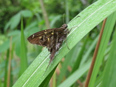 Chioides