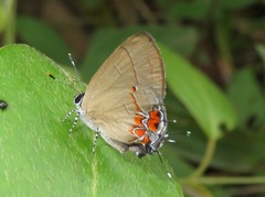Calycopis cinniana