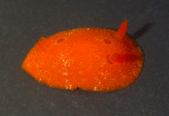 Aldisa sanguinea