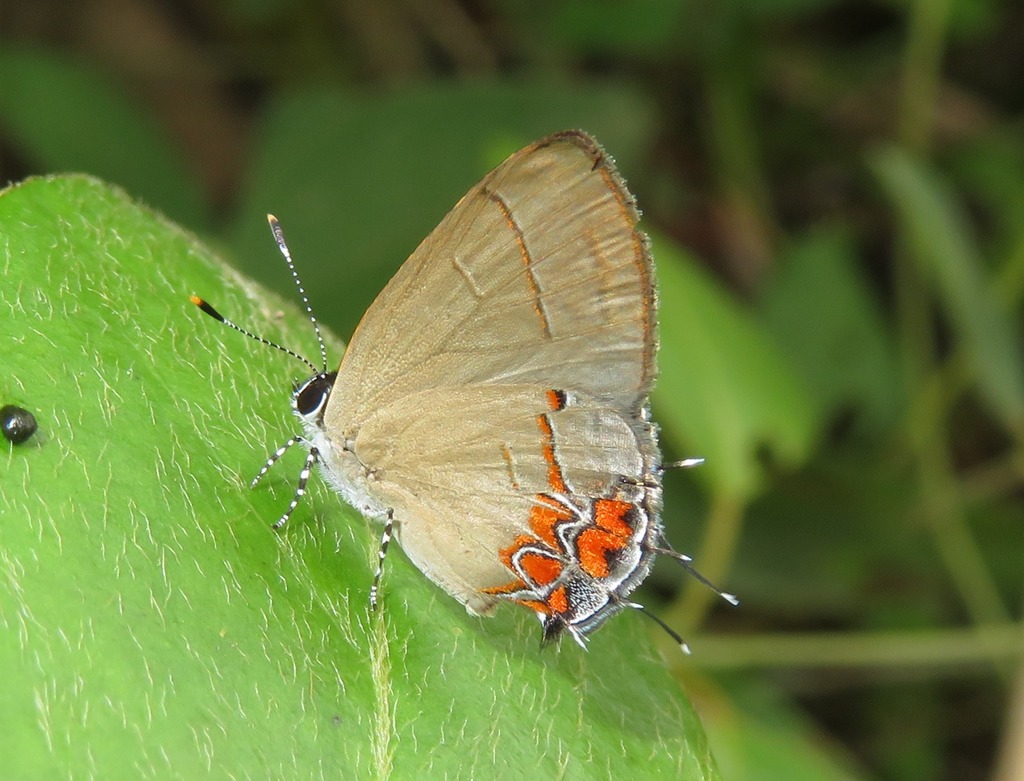 Calycopis cinniana