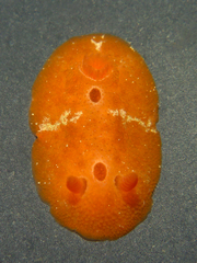 Aldisa sanguinea