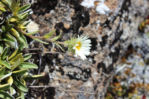Celmisia hieraciifolia, photograph 4