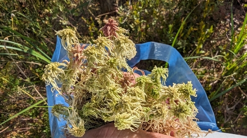 Narrowleaf Peatmoss (Sphagnum angustifolium)
