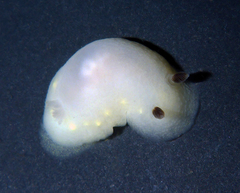 Cadlina flavomaculata