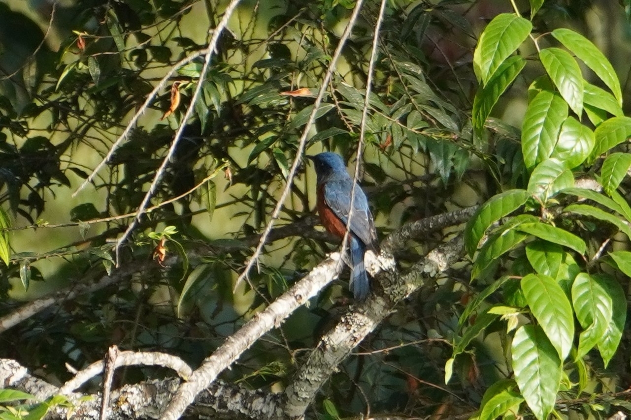 Chestnut-bellied Rock Thrush (Monticola rufiventris), photo 3
