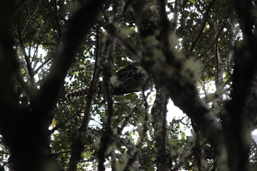 Long-tailed Koel (Urodynamis taitensis)