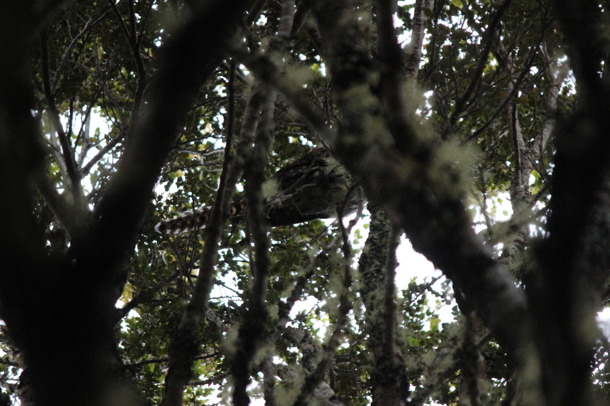 Long-tailed Koel (Urodynamis taitensis), photo 1
