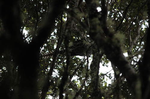 Long-tailed Koel (Urodynamis taitensis), photo 2