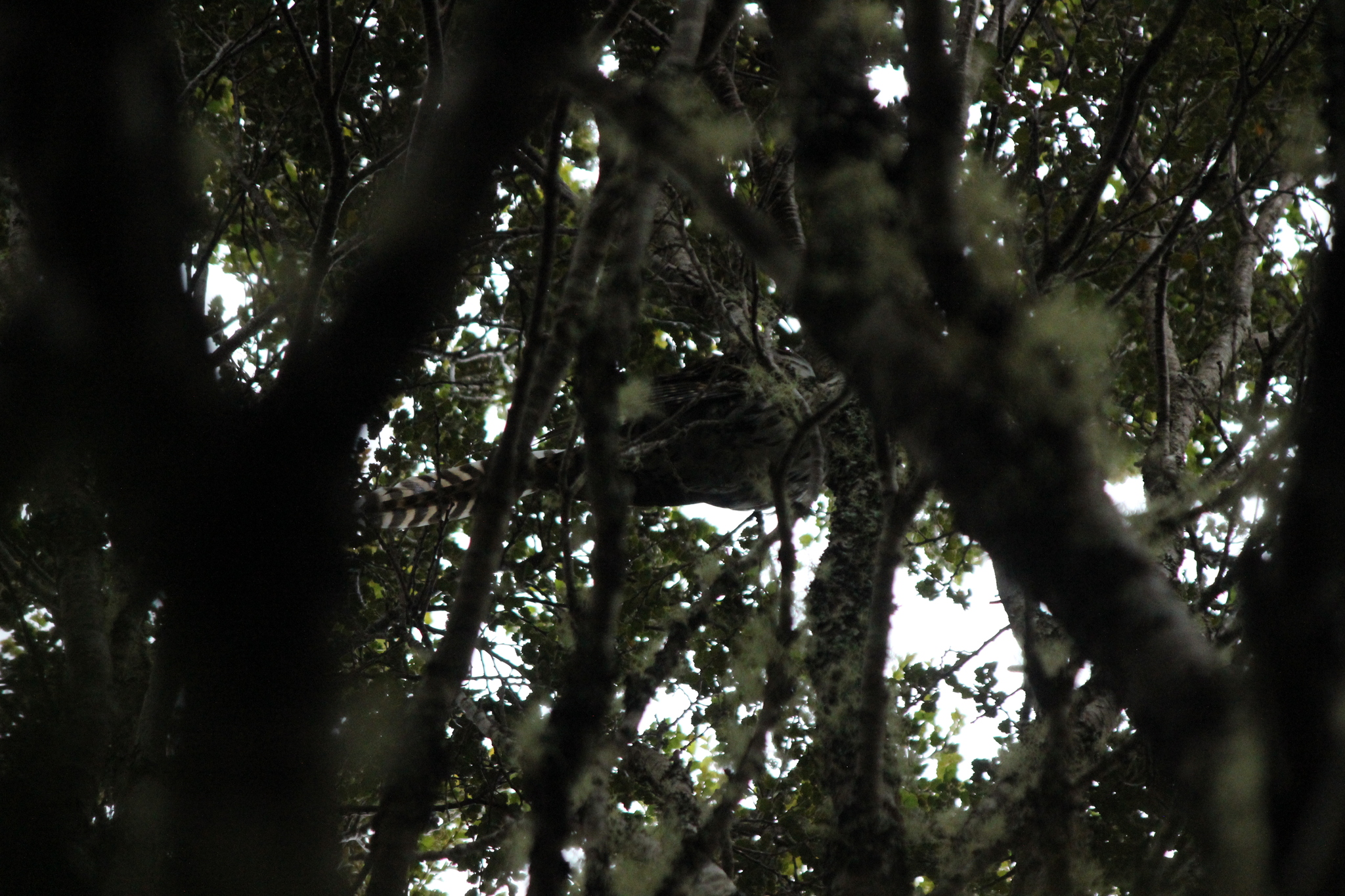 Long-tailed Koel (Urodynamis taitensis), photo 2