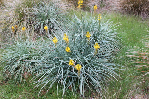 Maori Onion (Bulbinella hookeri)