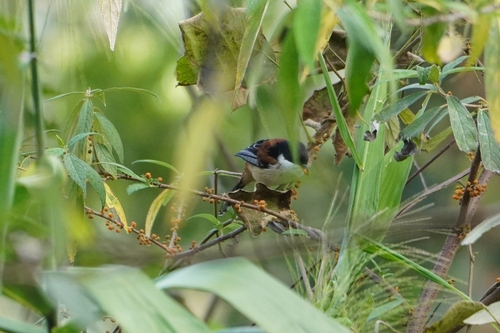 Rufous-backed Sibia (Leioptila annectens), photo 7