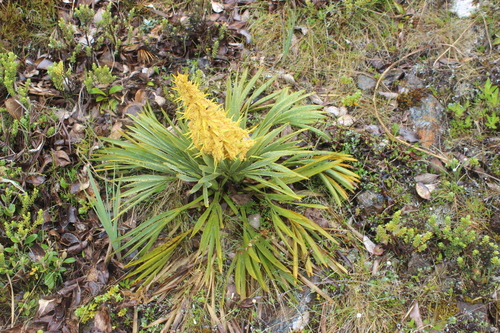 Fierce Speargrass (Aciphylla ferox)