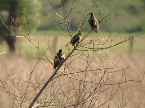 Yellow-rumped Marshbird (Pseudoleistes guirahuro), photo 4