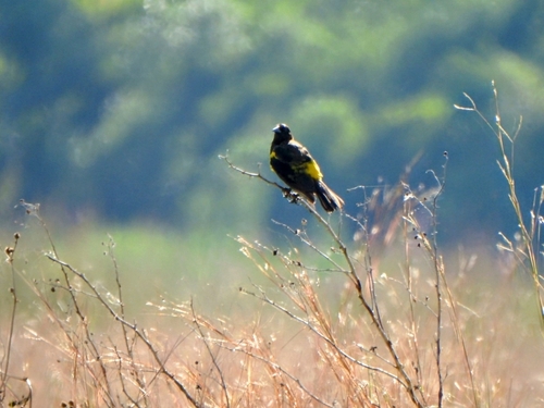 Yellow-rumped Marshbird (Pseudoleistes guirahuro), photo 5