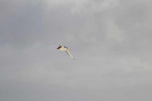 Antarctic Petrel (Thalassoica antarctica), photo 4